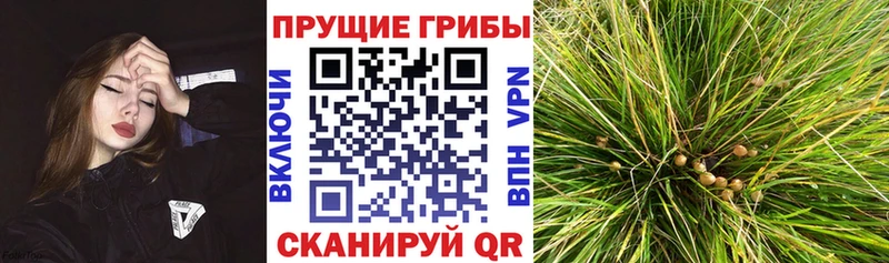Псилоцибиновые грибы мицелий  Нариманов 